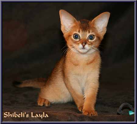 Abessinier-Katze Shibeli's Layla